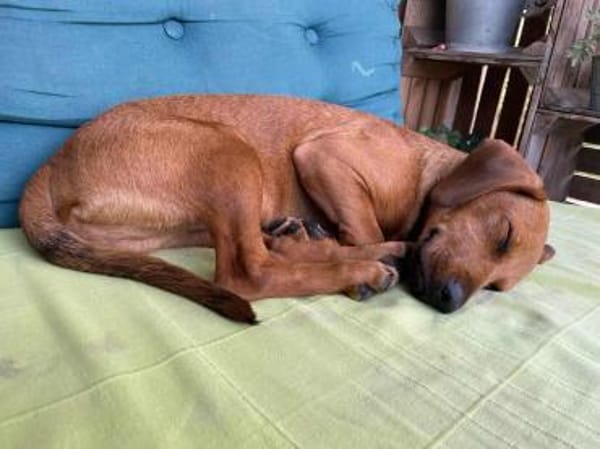 Theo sucht neues für immer Zuhause