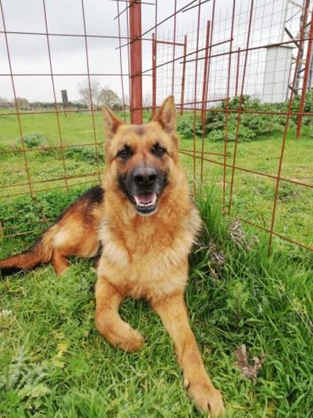 Doro sucht ab November ein zu Hause