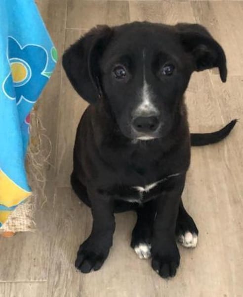 Amaya sucht dringend Familienanschluss