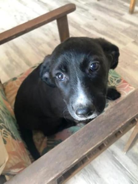 Amaya sucht dringend Familienanschluss