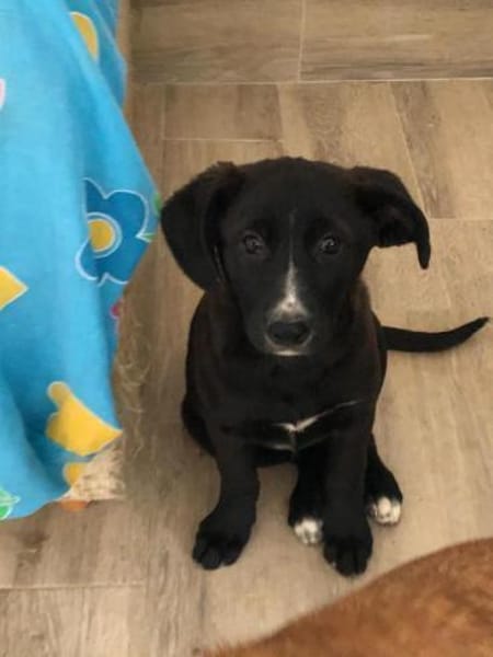 Amaya sucht dringend Familienanschluss
