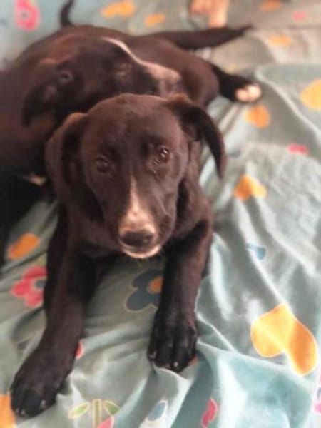 Amaya sucht dringend Familienanschluss