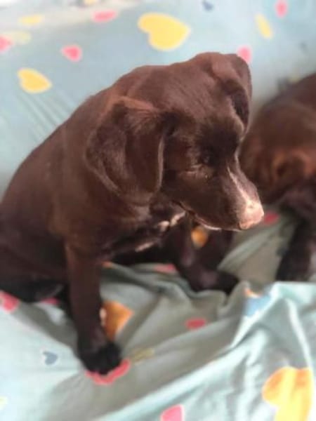 Amaya sucht dringend Familienanschluss