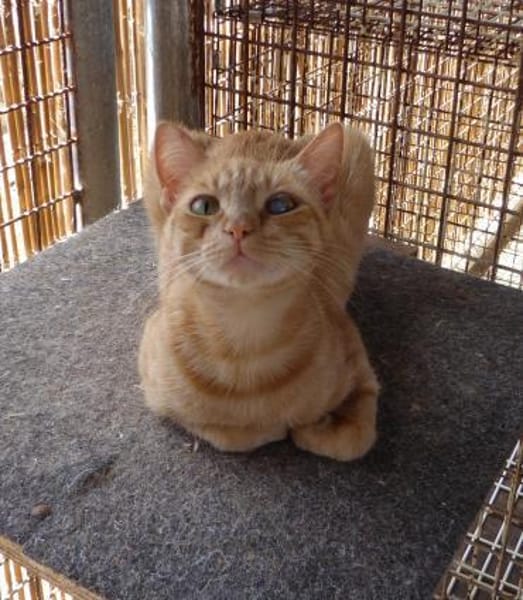 Browyn - tiefenentspannte Traumkatze