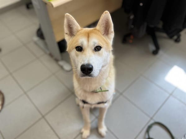 Aiko