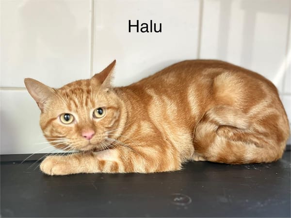 Halu