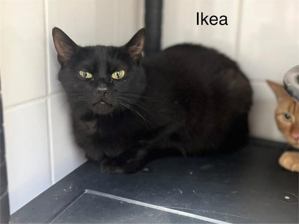 Ikéa