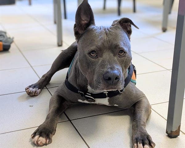 TYSON