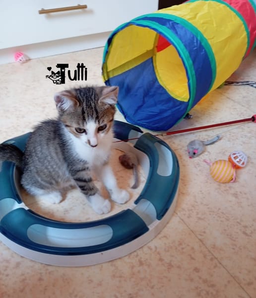 TUTTI