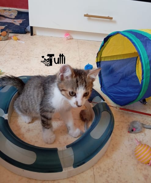 TUTTI