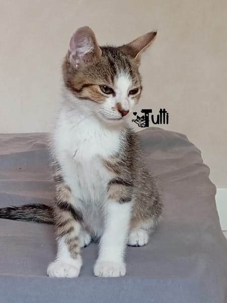 TUTTI