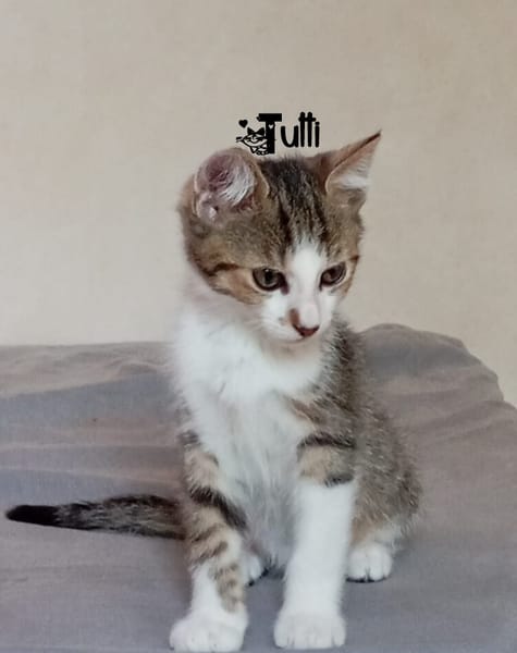 TUTTI
