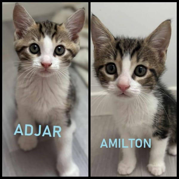 ADJAR et AMILTON  DOUBLE ADOPTION
