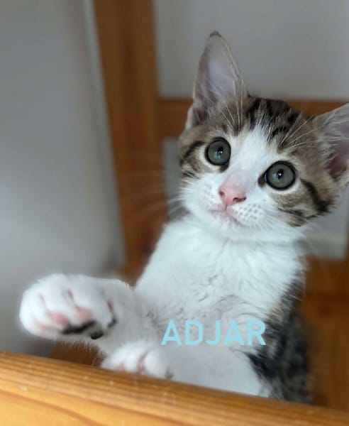 ADJAR et AMILTON  DOUBLE ADOPTION