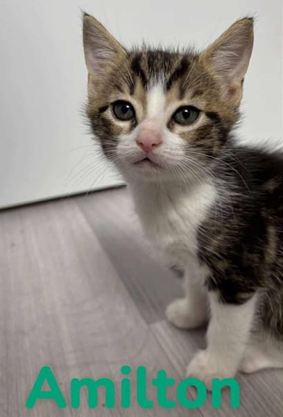 ADJAR et AMILTON  DOUBLE ADOPTION