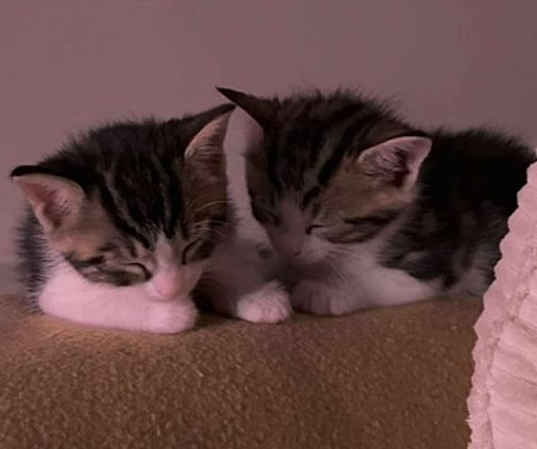 ADJAR et AMILTON  DOUBLE ADOPTION