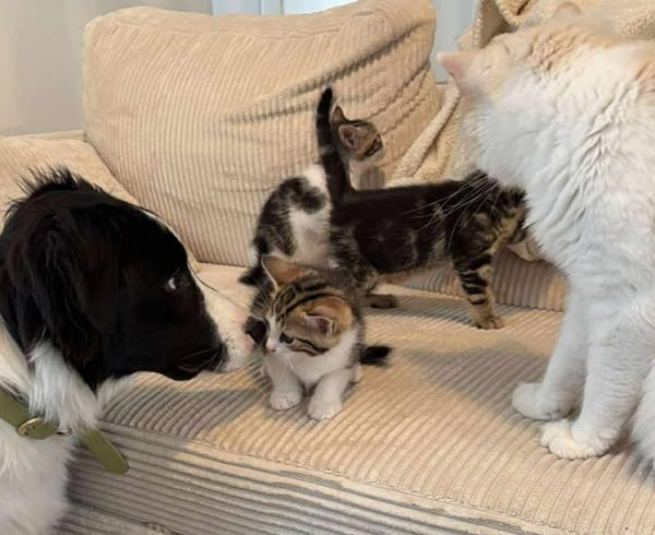 ADJAR et AMILTON  DOUBLE ADOPTION