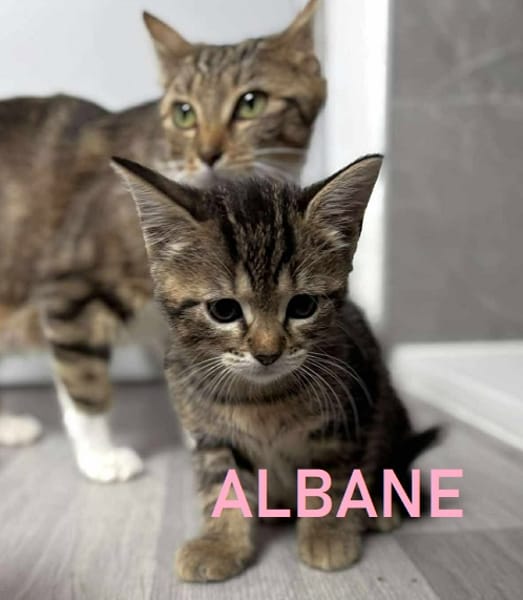 ALBANE