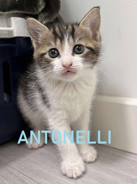 ANTONELLI