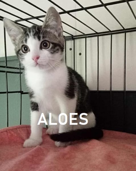 ALOES