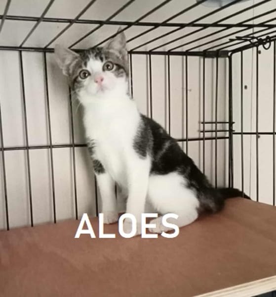 ALOES