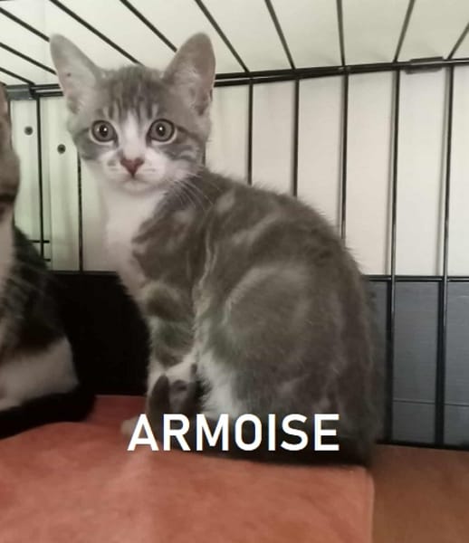 ARMOISE