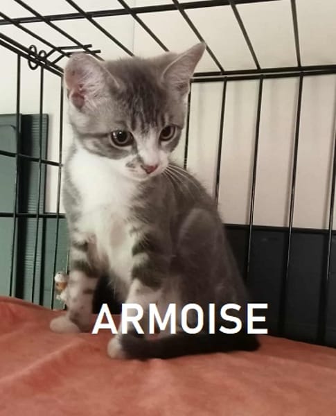 ARMOISE