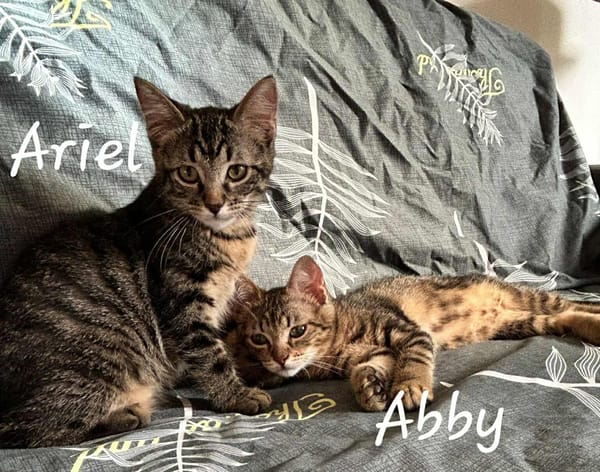 ARIEL et ABBY   Double adoption