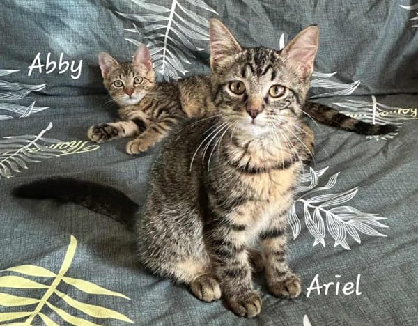 ARIEL et ABBY   Double adoption