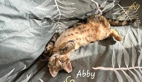 ARIEL et ABBY   Double adoption