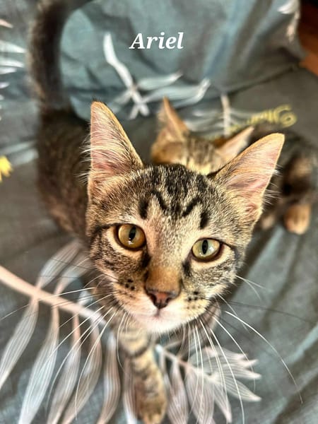 ARIEL et ABBY   Double adoption