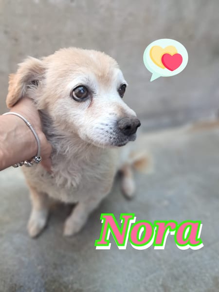 NORA taglia piccola, nata nel 2018