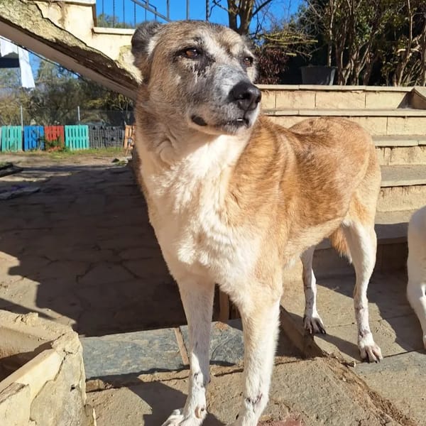 kira
