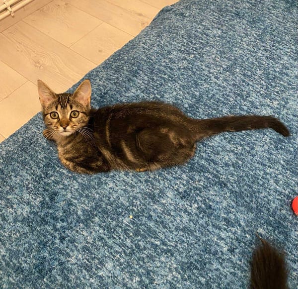 Diva