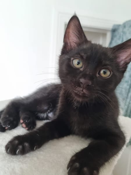 Nori