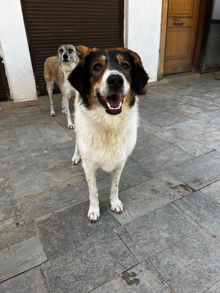 Piper