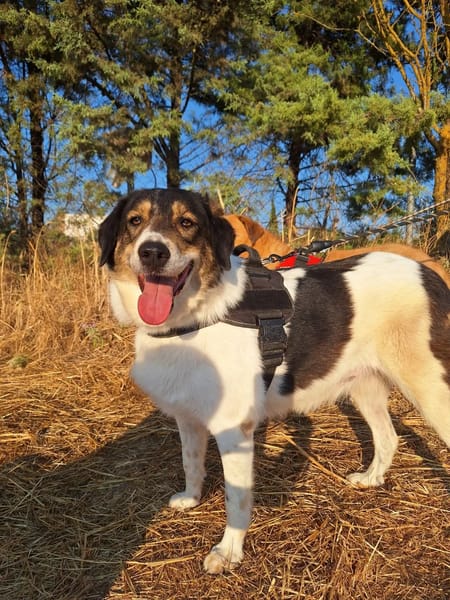 Piper
