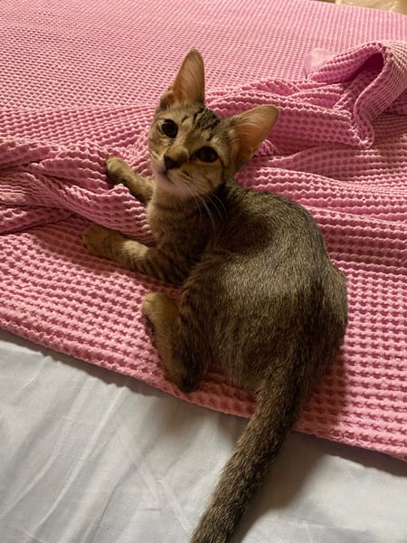 Maya