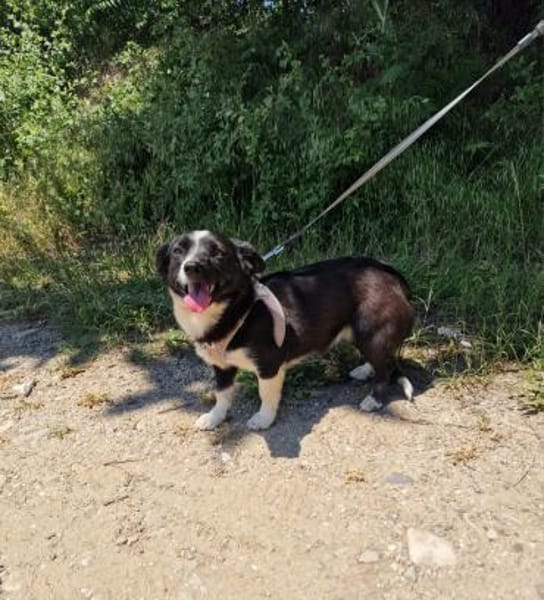 Liska ein sehr liebes Mädchen