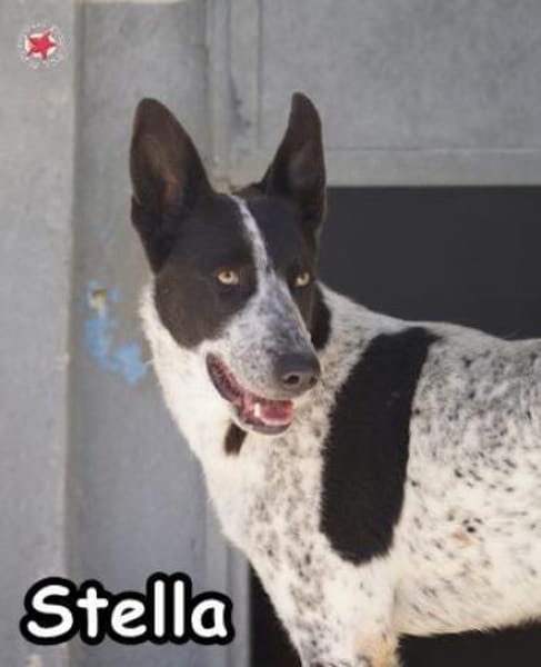 STELLA