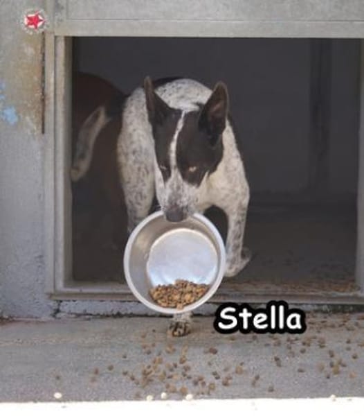 STELLA