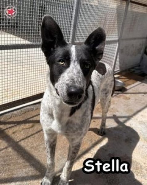 STELLA