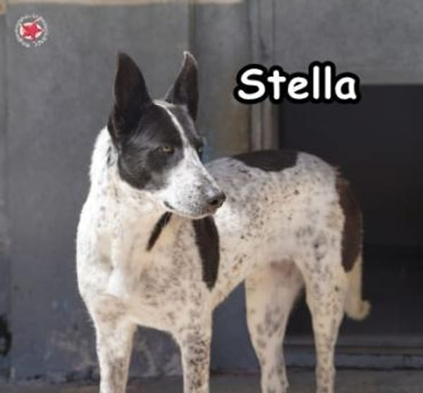 STELLA