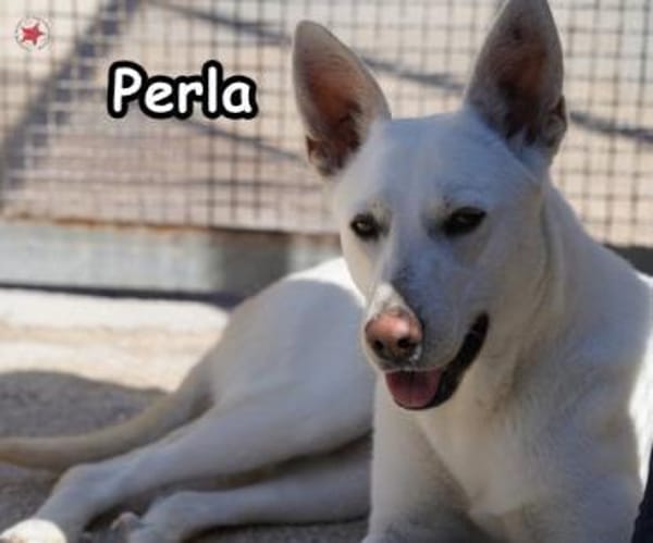 PERLA
