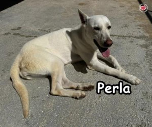 PERLA