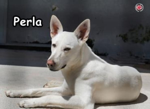 PERLA