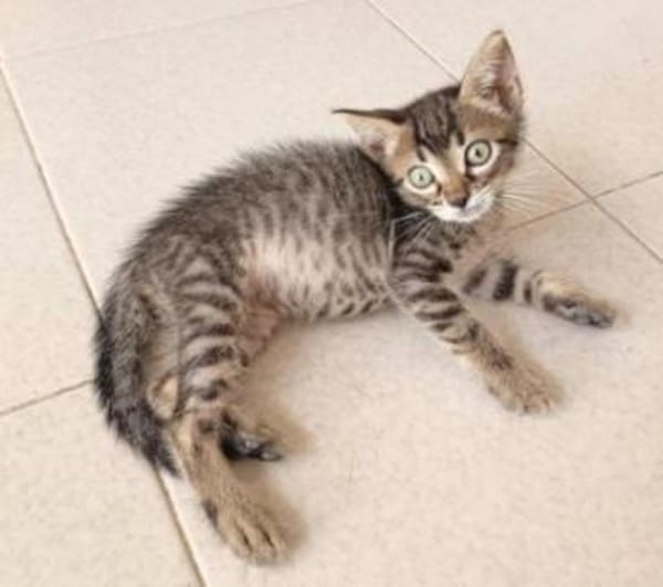 Junger, neugieriger Kater Ciro