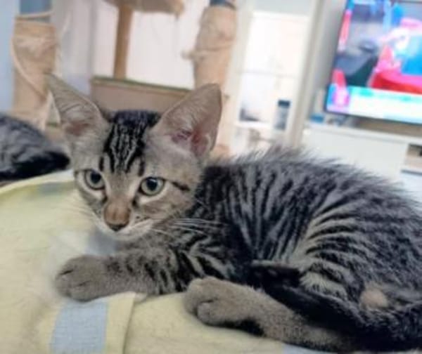 Junger, neugieriger Kater Ciro