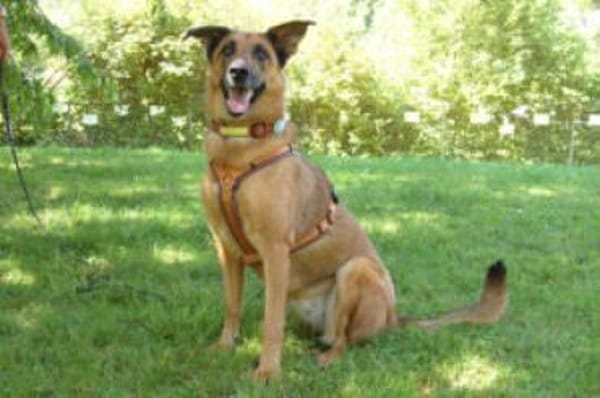 AMY-MA - bezaubernde Hundedame