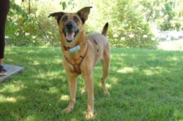 AMY-MA - bezaubernde Hundedame